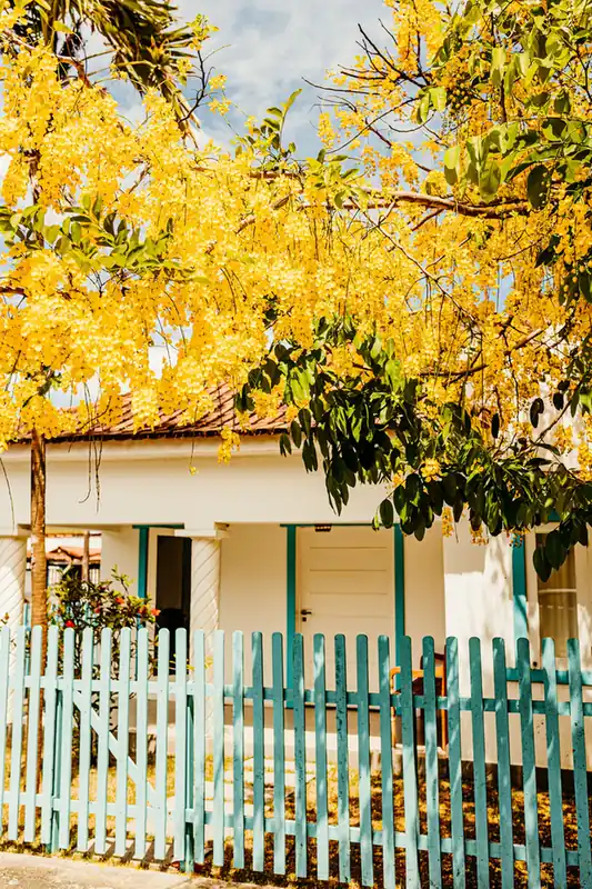 Galerie d'une maison créole sous un arbre en fleurs jaunes, clôture turquoise